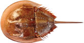 Upper view of the horseshoe crab