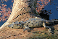a crocodile lounging in the sun