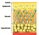 A diagram of younger skin