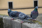 Pigeons on the top of a wall.