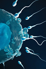 Egg and sperm at conception the beginning of a new life.