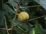 The fruit of the Hura crepitans plant.