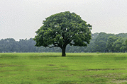 A field on which grows one beautiful tall oak tree