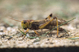A migratory locust
