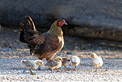 Hen and chicks