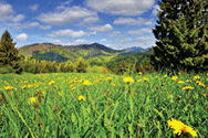 Scenic landscape with yellow dandelion flowers