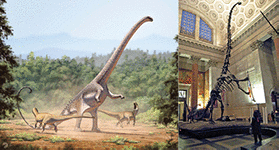 Barosaurus-rendering and skeleton