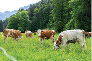 A beautiful cow landscape in the field in summer in the Alps mountains.