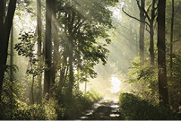 Road in a forest with sunshine streaming.