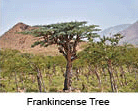 Frankincense Trees, Socotra Island, Yemen