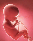 illustration of a fetus at week 20
