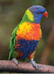 Rainbow lorikeet perched on tree branch