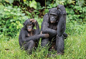 Bonobos in a natural habitat