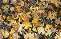 Leaves after the fall from the tree