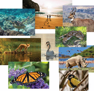 Collage of design in animals
