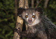 Image of Aye-aye nocturnal lemur of Madagascar

