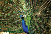 Beautiful peacock.