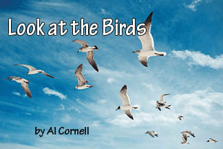 The title of this article is 'Look at the Birds,' with sea gulls in the sky.