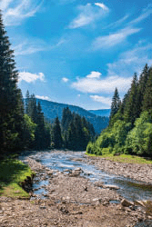 A mountain river flows through a coniferous forest.