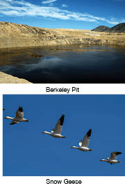 Berkeley Pit and snow geese.
