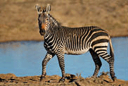 A Cape mountain zebra (Equus zebra) at a waterhole