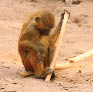 The Gelada Baboon (Theropithecus gelada) working with primitive tool