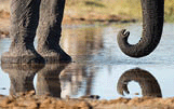 Elephant's legs and trunk close up reflection in water