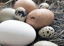 Various natural raw eggs in the nest