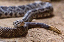 Western diamondback rattlesnake