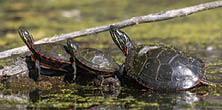 The painted turtle widespread native turtle of North America