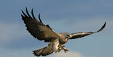 An adult male swainson's hawk in flight