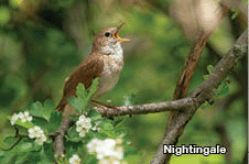 Male Common nightingale (Luscinia megarhynchos) sits on a branch singing.