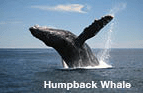 Adult Humpback Whale breaching.