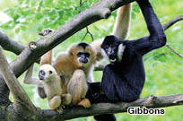 A white cheeked gibbon family in a tree.