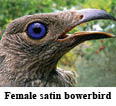 Female satin bowerbird