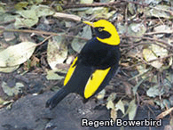 Regent bowerbird