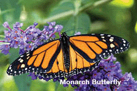 Monarch butterfly.