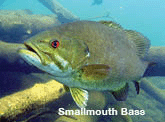 Smallmouth bass.