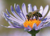 Bee on a flower.