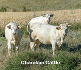 Herd of Charolais cows.