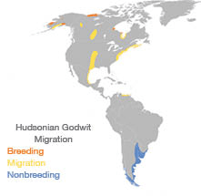 Hudsonian godwit migration map.
