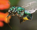 Orchid Bee hovering