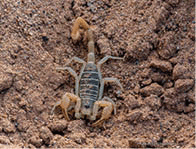 This dune scorpion (probably Smeringurus mesaensis), was found underneath a rock, hiding from the scorching heat of the Algodones Dunes in southern California.