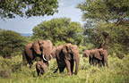 African bush elephants portrait in the Tarangire National Park.