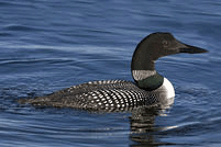 Side view of Common Loon (Gavia immer).