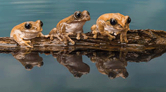 The Mission golden-eyed tree frog (Trachycephalus resinifictrix) is a large tree frog of the Amazon Rainforest.