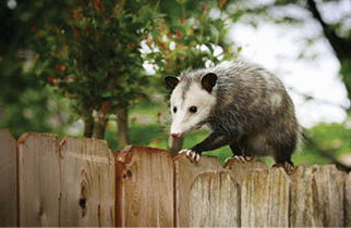 Common opossum walking on new backyard fence.