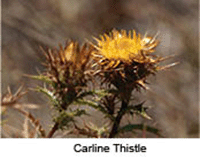 Flower of the carline thistle (Carlina hispanica) from Southern Europe.