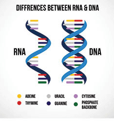 Differences between DNA and RNA.