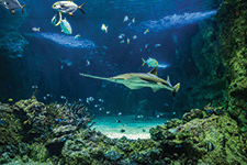 Large sawfish and other fishes swimming in a large aquarium.